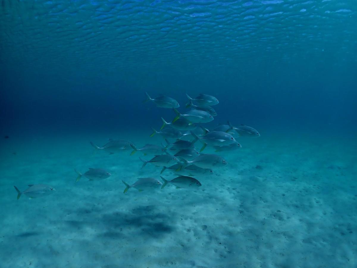 รีสอร์ทพาราไดซ์โคฟ Naukacuvu Island ภายนอก รูปภาพ