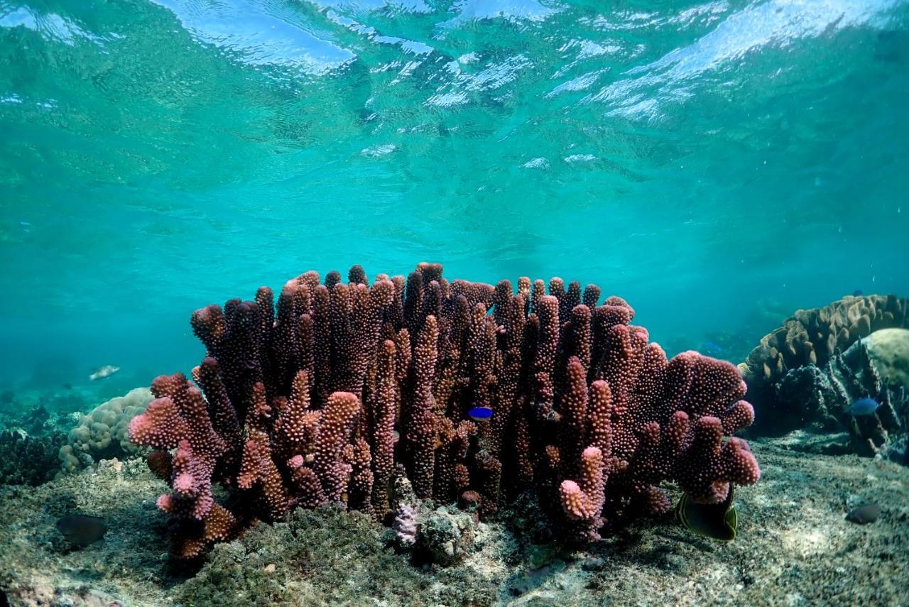 รีสอร์ทพาราไดซ์โคฟ Naukacuvu Island ภายนอก รูปภาพ