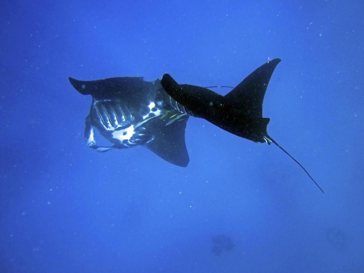 รีสอร์ทพาราไดซ์โคฟ Naukacuvu Island ภายนอก รูปภาพ